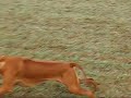 Ridgeback running wild :-)