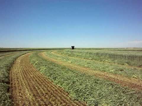 swathing - hartley TX.