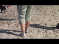 Lucky our pug and his first time on the beach :)