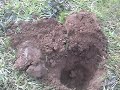 Metal Detecting 1898 PA Camps 2.wmv