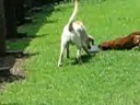Turtle Dogs
