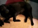 Dogs and Cats