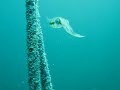 Squid in Action