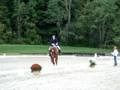 Wembley D (Flemmingh x Actueel) imported 5 year old gelding