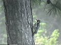 Yellow Bellied Sapsucker Joins Pangea Day