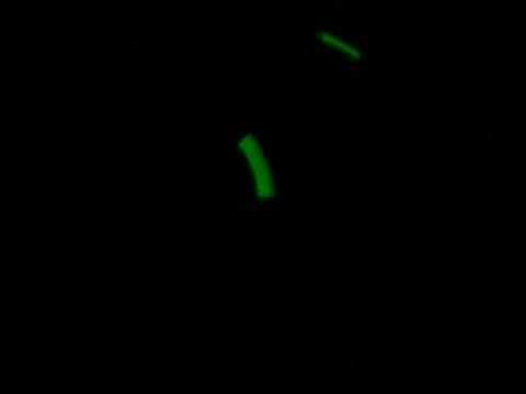 GlowSticking/photon buddies