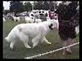 GPCC Specialty 2006 Best of Breed 2 of 3
