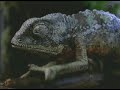 Budweiser Frogs Commercial - Still Alive Budweiser Frogs Commercial - Still Alive