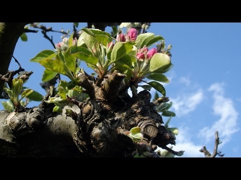 Fuechslein61 - Frühlingsimpressionen aus Berlin Reinickendorf 25 Bilder Slideshow mit Bildern vom Frühling im Berliner Bezirk Reinickendorf in Full HD.