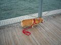 Tabo@Dogs' Park