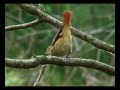 ハゼノキに集まる小鳥たち