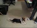 18 weeks beagle puppy