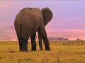 Amboseli Porini Camp - Kenya