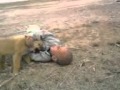 AFGHAN FUNNY VEDIO