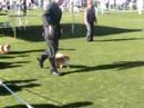 Champ - Open dog Champ - Open dog