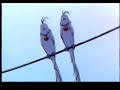 Cardcaptor Sakura Movie 1 part 3