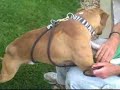 *ADOPTED* Lonnie 5420821 Humane Society Colorado Adopt