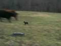 videos de Ceasar at the Farm Thanksgiving  II