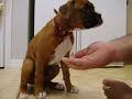boxer puppy in training