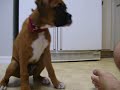Boxer Puppy in Training Boxer Puppy in Training