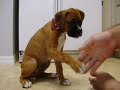 boxer puppy in training
