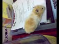 Syrian Hamster Syrian Hamster