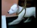 dogo arjantin FiDeL