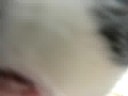 Miaou Miaou