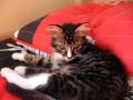 Neco o gatinho fofo