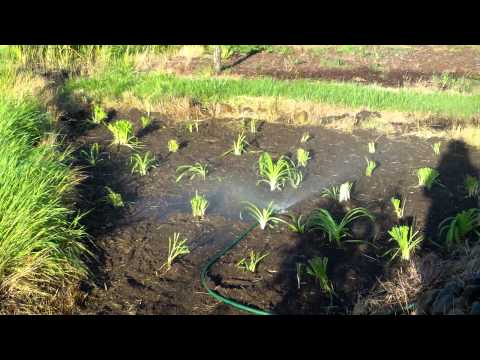 how to transplant stella d'oro lilies