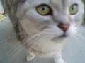 in loving memory of oliver