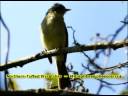Birds of Pululahua