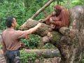 Singapore Orangutan