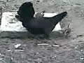 VENDO GALLOS Y POLLOS DE PELEA