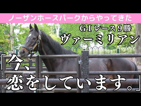 引退馬】ヴァーミリアン22歳現在の貴重な姿！ノーザンホースパーク