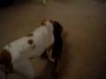 2 Vicious Pits 