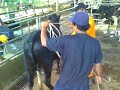 Tumbang Lembu