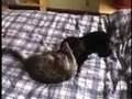 Caniche video