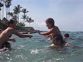 Napili bay chicken fights lenta Napili bay chicken fights lenta