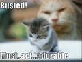 FUNNEH KITTEHS!