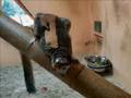 UNE PETITE VISITE DU ZOO DE LUNARET