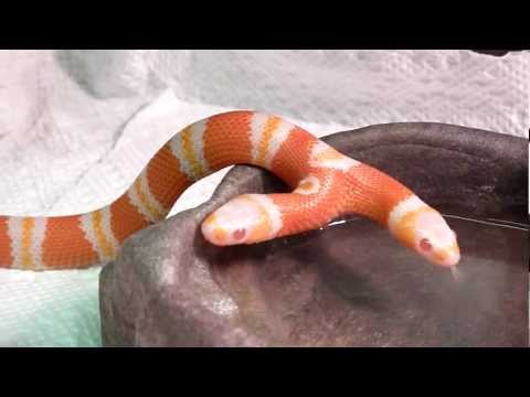 YouTube reptile video