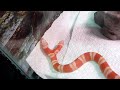 Enlace a Serpiente con dos cabezas