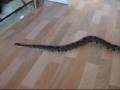 Chester - Royal / Ball Python