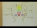 Scalp Acupuncture Scalp Acupuncture