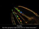 La bioluminiscencia en los cten�foros