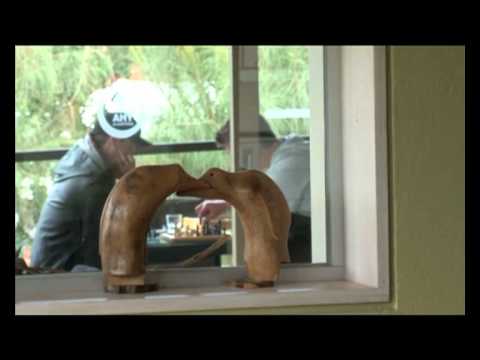 Vídeo de Apollo Bay Eco YHA