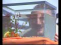 le poisson rouge le poisson rouge