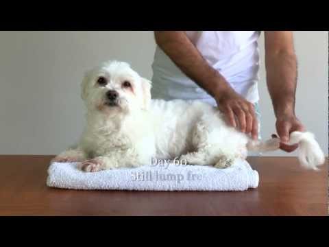 how to drain lump on dog