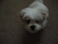 Lhasa   Apso  MAZY